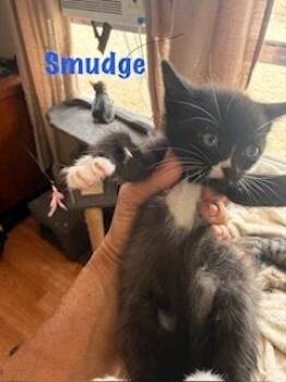 Smudge -  Domestic Short Hair Cat Available for Adoption in Ruskin, Florida - Smudge | PetCurious