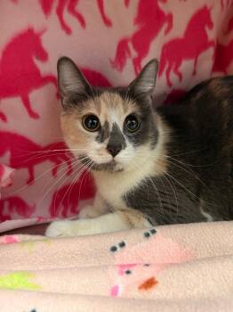 Domestic Short Hair Cats Available for Adoption - Carole King | PetCurious