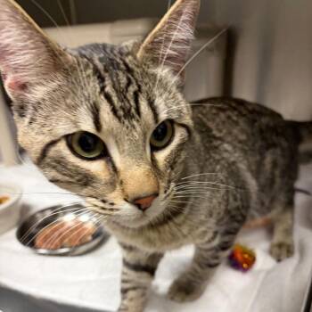 Ricky Ricardo -  Domestic Short Hair Cat for Adoption in Cheyenne, Wyoming - Ricky Ricardo | PetCurious