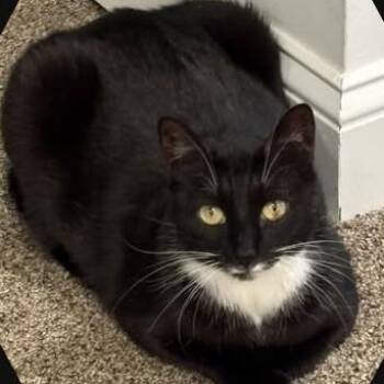 Dancer -  Domestic Short Hair Cat for Adoption in Salisbury, Massachusetts - Dancer | PetCurious