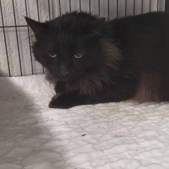 Domestic Long Hair Cats Available for Adoption - Lovestruck-C | PetCurious