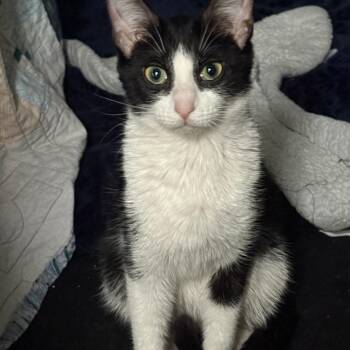Miss Beans -  Domestic Short Hair Cat for Adoption in Oak Park, Illinois - Miss Beans | PetCurious