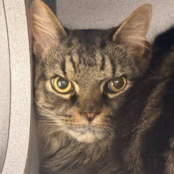 Domestic Medium Hair Cats Available for Adoption - Silvy | PetCurious