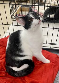 Domestic Short Hair and Tabby Cats Available for Adoption in Red Bank, New Jersey - Sunny & Libra | PetCurious