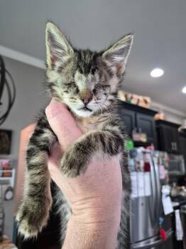 Bentley (foster to adopt) -  Tabby and Domestic Short Hair Cat for Adoption - Bentley (foster To Adopt) | PetCurious