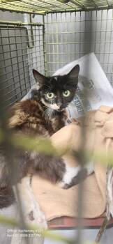 Domestic Short Hair Cats Available for Adoption in San Antonio, Texas - A805166 | PetCurious