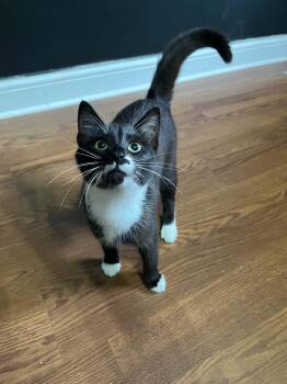 Ossie -  Domestic Short Hair Cat for Adoption in Campbellsville, Kentucky - Ossie | PetCurious