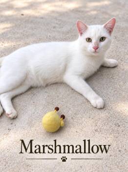 Marshmallow -  Domestic Short Hair Cat for Adoption in Casselberry, Florida - Marshmallow | PetCurious