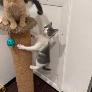 Dumpling -  Domestic Short Hair Cat for Adoption in Oak Park, Illinois - Dumpling | PetCurious