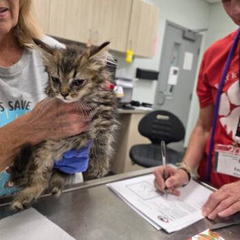 Sneezy -  Domestic Long Hair Cat for Adoption in Chattanooga, Tennessee - Sneezy | PetCurious