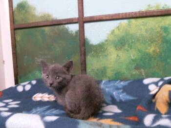 CAMPER -  Russian Blue and Domestic Short Hair Cat for Adoption in Houston, Texas - CAMPER | PetCurious