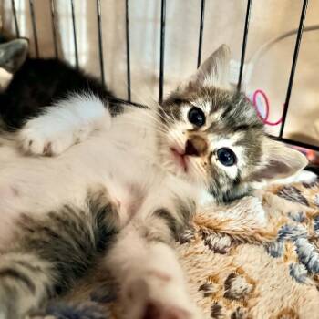 Puff -  Domestic Short Hair Cat for Adoption in Charleston, West Virginia - Puff | PetCurious