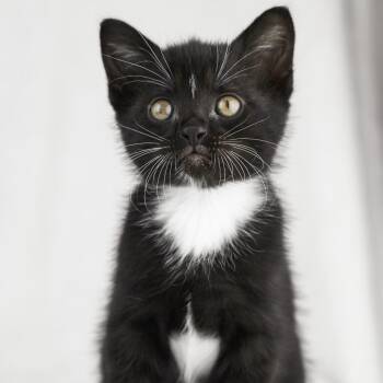 Domestic Short Hair Cats Available for Adoption in Minnetonka, Minnesota - Mika C68495 | PetCurious