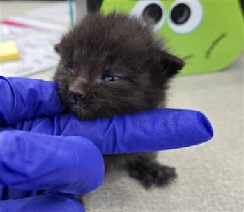 Rescue Domestic Short Hair Cats for Adoption in Dallas, Texas - BETTI | PetCurious