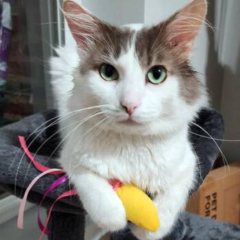 Malcolm -  Domestic Medium Hair Cat for Adoption in Chicago, Illinois - Malcolm | PetCurious