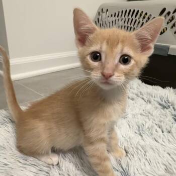 Domestic Short Hair Cats Available for Adoption - Neptune | PetCurious