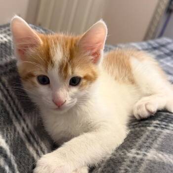 Domestic Short Hair Cats Available for Adoption - Snickers Rinaldi (best Friends With Milk Dud) | PetCurious