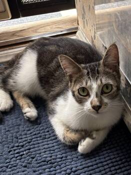 Martinique -  Domestic Short Hair Cat for Adoption in Los Angeles, California - Martinique | PetCurious
