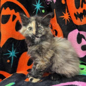 Oriole -  Domestic Long Hair Cat for Adoption in Fairmont, Minnesota - Oriole | PetCurious