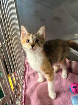 Cali -  Domestic Short Hair Cat for Adoption in Ona, West Virginia - Cali | PetCurious