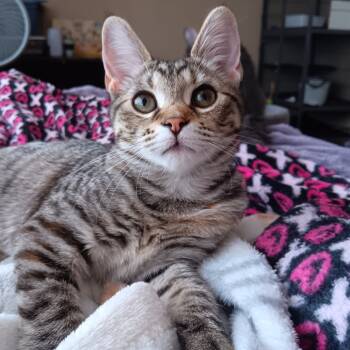 Rescue Domestic Short Hair Cats for Adoption in Springfield, Ohio - Princess (Peaches) | PetCurious