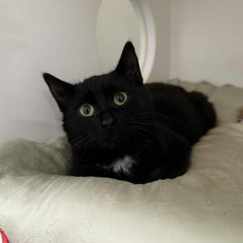 Rescue Domestic Short Hair Cats for Adoption in Penn Yan, New York - Bologna | PetCurious