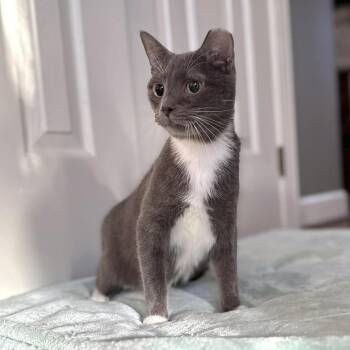 Domestic Short Hair Cats Available for Adoption in Raleigh, North Carolina - Pistachio | PetCurious