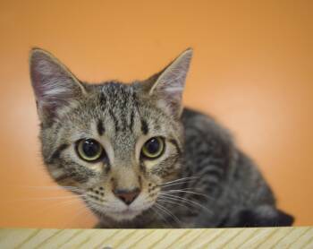 Adora -  Domestic Short Hair Cat for Adoption in Yorktown, Indiana - Adora | PetCurious