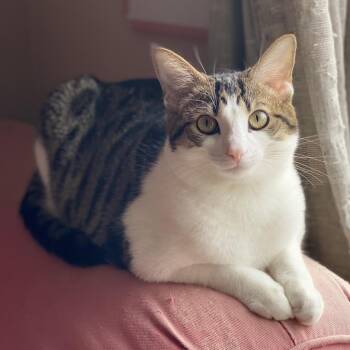 Rescue Domestic Short Hair Cats for Adoption in Gibsonia, Pennsylvania - Hollywood | PetCurious