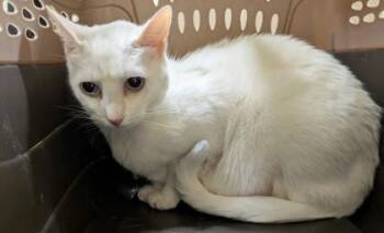 Rescue Domestic Short Hair Cats for Adoption in Honolulu, Hawaii - Skylar | PetCurious