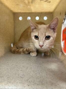 Domestic Short Hair Cats Available for Adoption in Gastonia, North Carolina - Muńeca (Baby Doll) | PetCurious