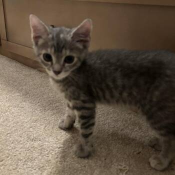 Domestic Short Hair Cats Available for Adoption in Williston, Florida - Mayo | PetCurious