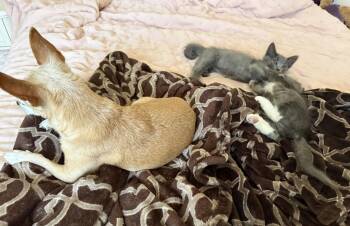 Bauer (& Peet) -  Russian Blue and Domestic Long Hair Cat for Adoption in Walnut Creek, California - Bauer (& Peet) | PetCurious