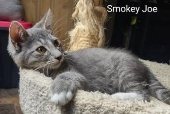 Smokey Joe -  Domestic Short Hair Cat for Adoption in Fredericton, New Brunswick - Smokey Joe | PetCurious