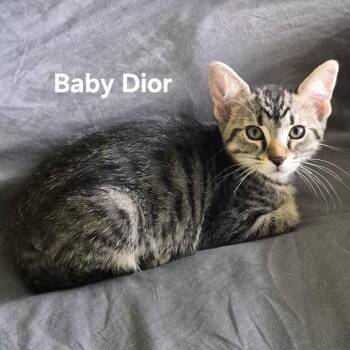 Baby Dior -  Domestic Short Hair Cat for Adoption in Matteson, Illinois - Baby Dior | PetCurious