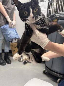 Domestic Short Hair Cats Available for Adoption in West Chester, Pennsylvania - Shelly | PetCurious