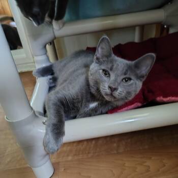 Asher -  Russian Blue and Domestic Short Hair Cat for Adoption in Montour Falls, New York - Asher | PetCurious