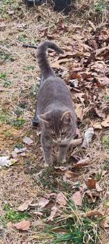 Bird -  Domestic Short Hair Cat for Adoption in Cromwell, Kentucky - Bird | PetCurious