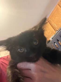 Maine Coon Cats Available for Adoption in Belton, Missouri - Cashmere | PetCurious