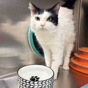 Tom -  Domestic Medium Hair Cat for Adoption in Whitby, Ontario - Tom | PetCurious