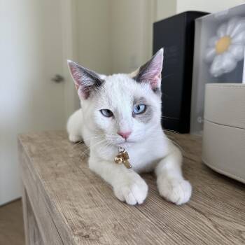 Truffle (Siamese mix) & Pepper (Tuxedo mix) -  Siamese and Tuxedo Cat for Adoption in San Jose, California - Truffle (Siamese Mix) & Pepper (Tuxedo Mix) | PetCurious