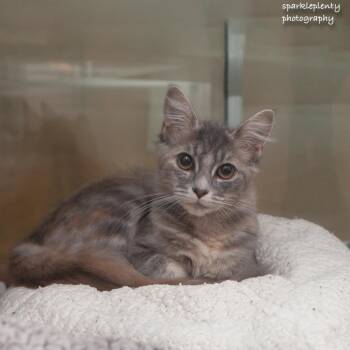 Thelma -  Domestic Medium Hair Cat for Adoption in Ridgefield, Connecticut - Thelma | PetCurious