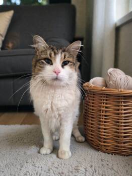 Domestic Medium Hair Cats Available for Adoption in Salamanca, New York - Miranda | PetCurious