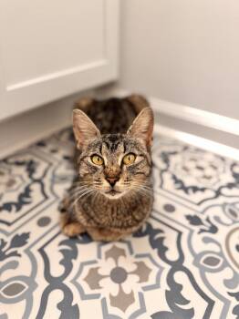 Rescue Domestic Short Hair Cats for Adoption in Virginia Beach, Virginia - Mama Poodles | PetCurious