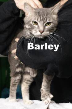 Barley -  Tabby Cat for Adoption in Macomb, Illinois - Barley | PetCurious