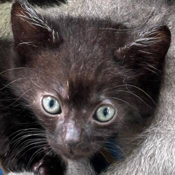 Skyler -  Domestic Short Hair Cat for Adoption in Volcano, Hawaii - Skyler | PetCurious