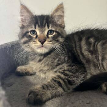 Tabby Cats Available for Adoption in Hamilton, Ontario - Hank - A Kitten With Personality! | PetCurious