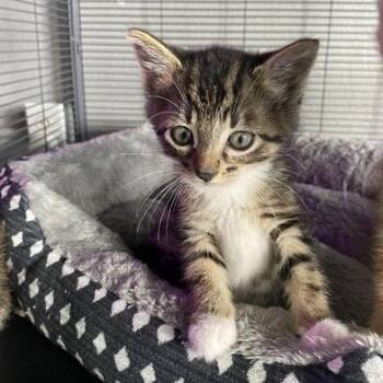 Rescue Domestic Short Hair Cats for Adoption in Liverpool, Texas - Potting Soil | PetCurious