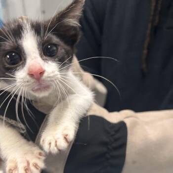 Domestic Short Hair Cats Available for Adoption in Summerville, South Carolina - Spark | PetCurious