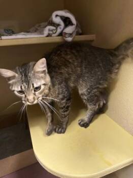 Domestic Short Hair Cats Available for Adoption in West Chester, Pennsylvania - Ginger | PetCurious